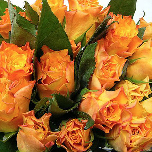ROS MARIE CLAIRE 70CM
