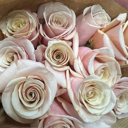 ROS MOTHER OF PEARL ROSA UHURU 50CM KE