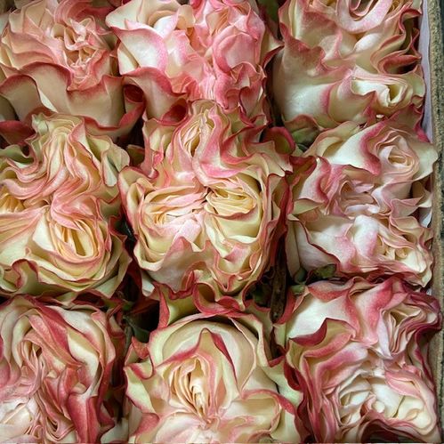ROS COUNTRY CANDY CREME/ROSA  ECU 50-60CM