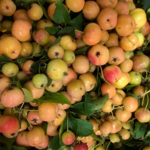 MALUS RED SENTINEL PÅ KVIST