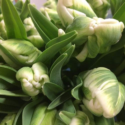 TULPAN SUPER PARROT VIT NL