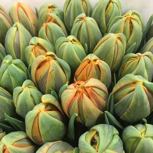 TULPAN LORENZO ORANGE DUBBEL NL COAS