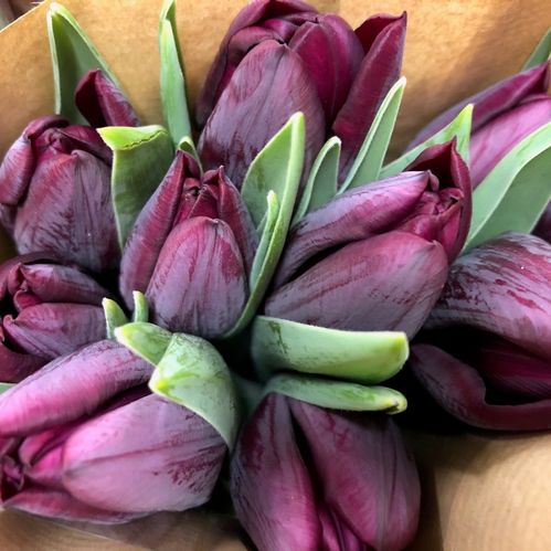 TULPAN RONALDO/NIGHTSHADE NL