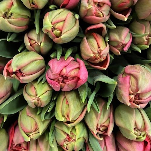 TULPAN ADORE DUBBEL ROSA COAS