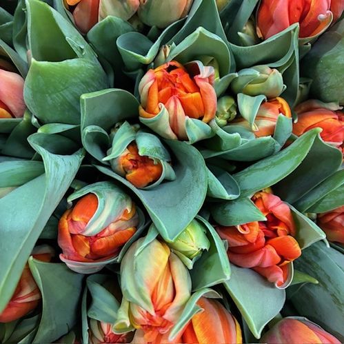 TULPAN QUEENSDAY DUBBEL ORANGE NL