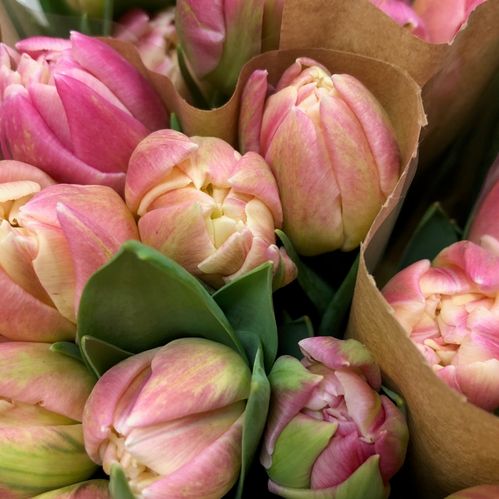 TULPAN LIBRETTO DOUBLE ROSA NL