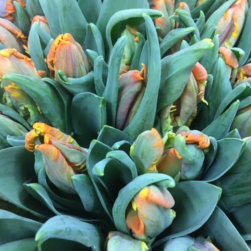 TULPAN IRENE PARROT ORANGE NL