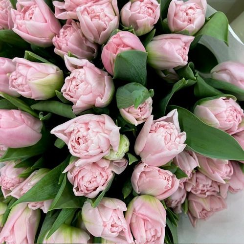TULPAN DREAMER ROSA NL