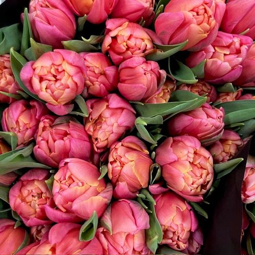 TULPAN PIZZARO DUBBEL ROSA NL