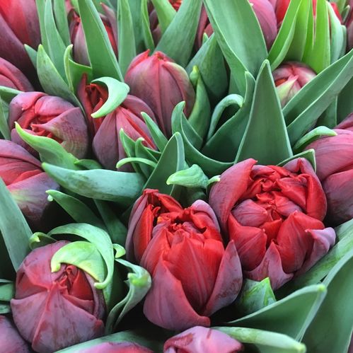 TULPAN RED PRINCESS DUBBEL RÖD