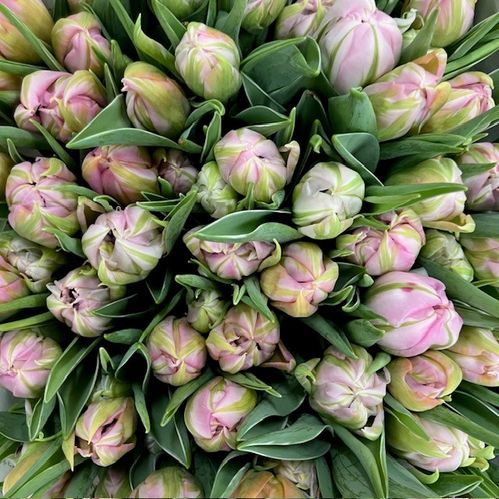 TULPAN DOT COM ROSA DUBBEL NL