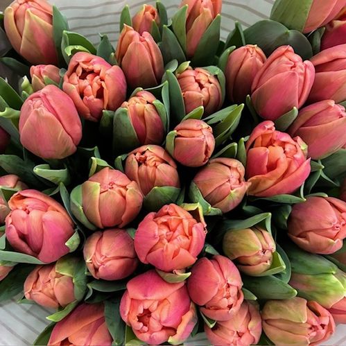 TULPAN PINK SYMBIOSE COAS