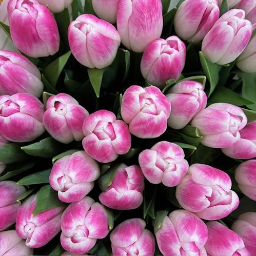TULPAN FLORENCE ROSA COAS