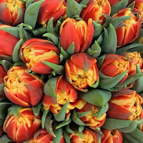 TULPAN CONGO ORANGE/GUL DUBBEL COAS