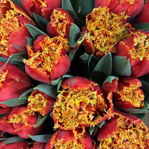 TULPAN ABERDEEN FRANSIG ORANGE/GUL DUBBEL COAS