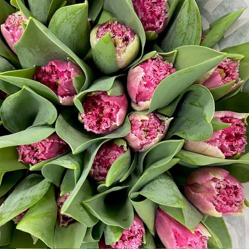 TULPAN FRANSIG POLDER PINK
