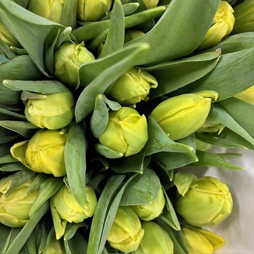 TULPAN YELLOW MARGERITHA
