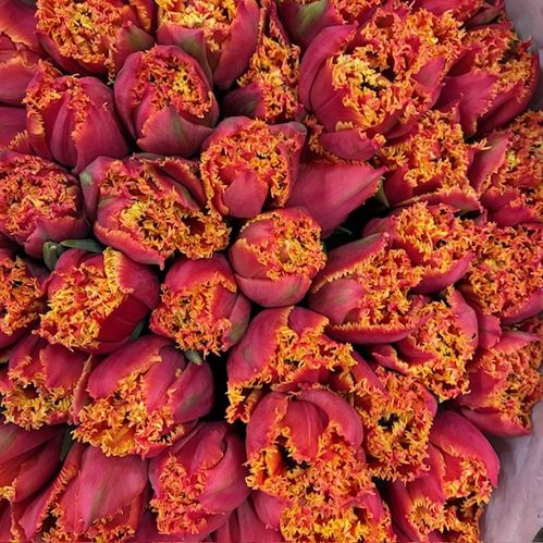 TULPAN DOUBLE KING FRANSIG ORANGE