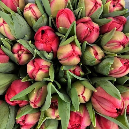 TULPAN BELGRAVIA ROSA DUBBEL