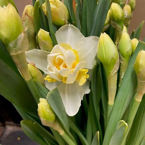NARCISSUS SNITT WEDDING BELL VIT