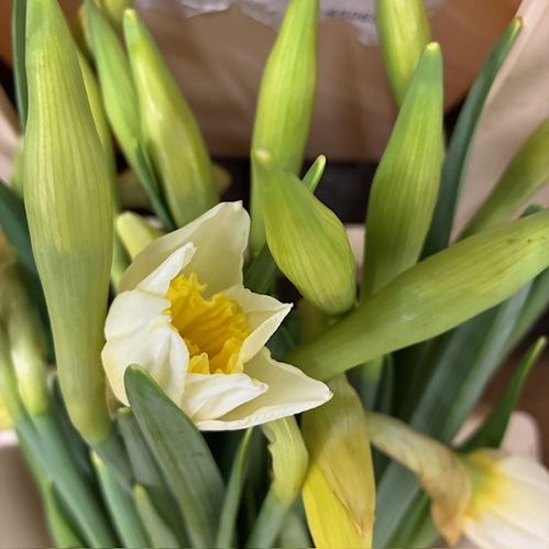 NARCISSUS SNITT ICE FOLIAGE VIT MED GUL MITT