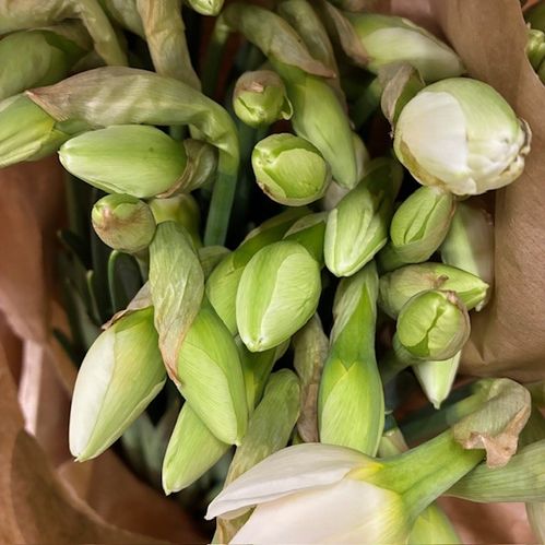 NARCISSUS SNITT SNOW PARADIS DUBBEL VIT