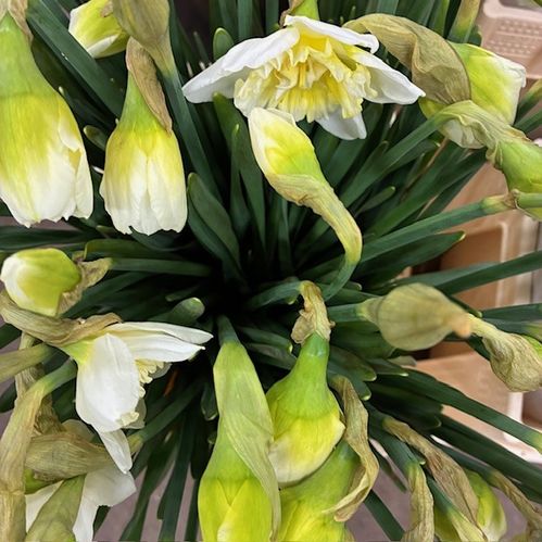 NARCISSUS SNITT ICE KING VIT