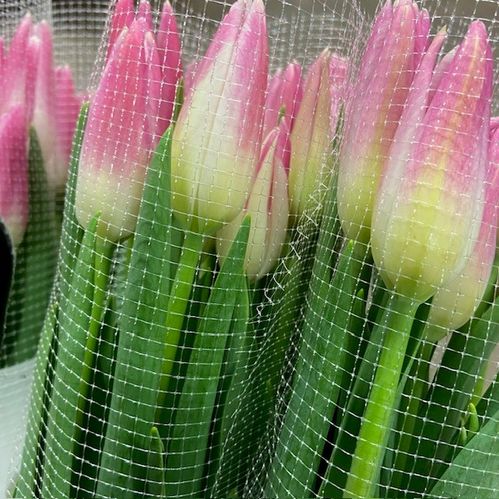 TULPAN FRANSKA ENKEL ROSA