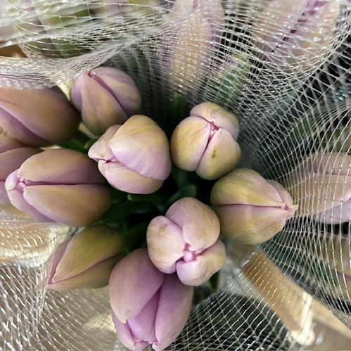TULPAN FRANSKA BELLA BLUSH ROSA