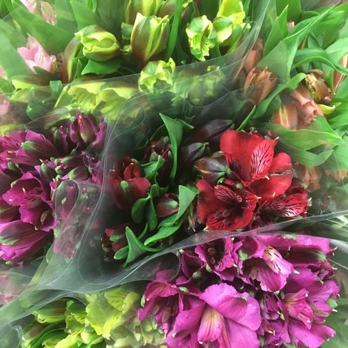 BUNT ALSTROMERIA 5-P x15