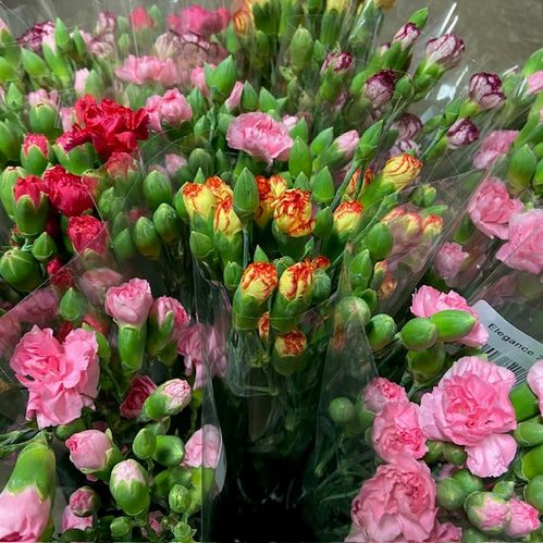 BUNT ELEGANCE 7-P x15