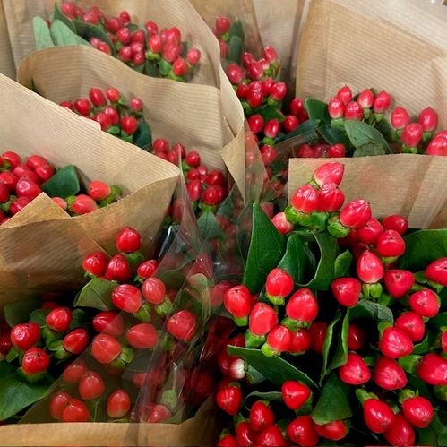 BUNT HYPERIKUM MONO x11