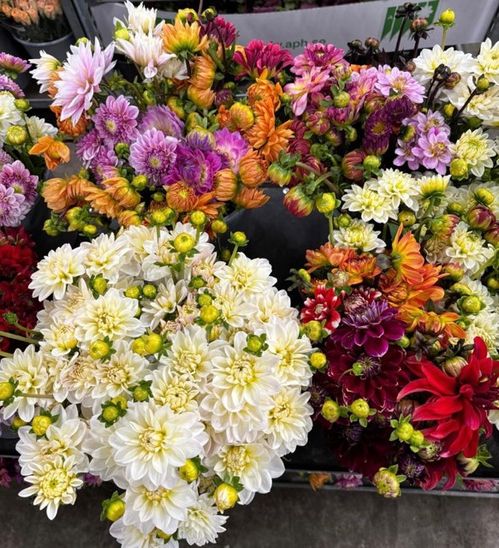 BUNT DAHLIA SV x8