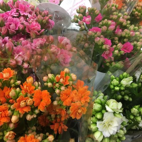BUNT KALANCHOE SNITT 3-P x7