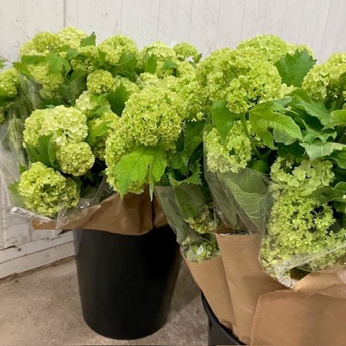 BUNT VIBURNUM MONO X6