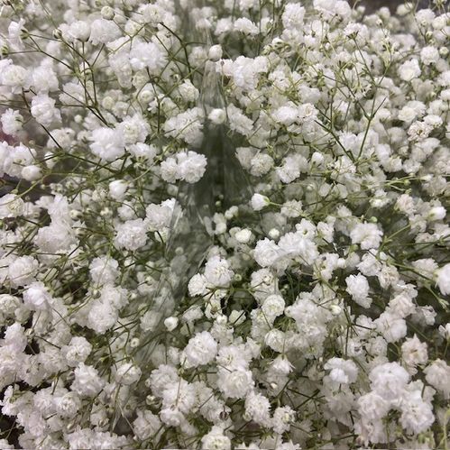 BUNT GYPSOPHILA VIT MONO x12