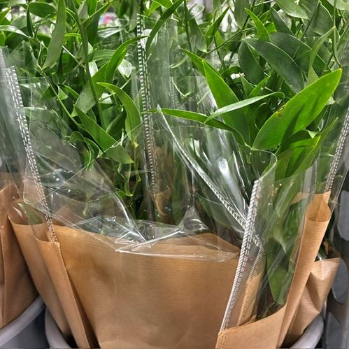 BUNT RUSCUS MONO x10