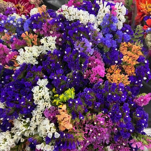 BUNT SOMMAR STATICE MONO X4