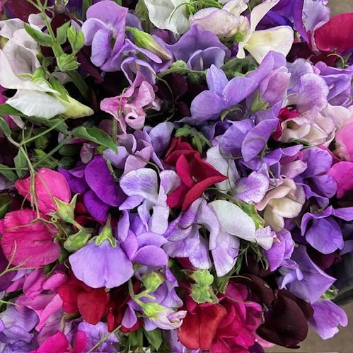 BUNT SOMMAR LATHYRUS X4