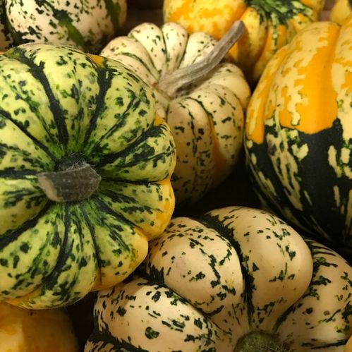 PUMPA BORDSPUMPA SPRÄCKLIG x15