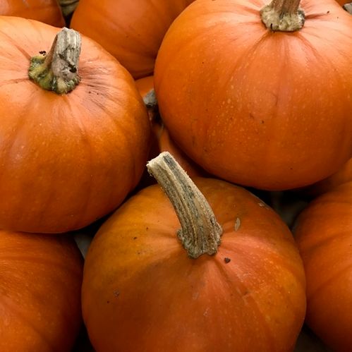 PUMPA BORDSPUMPA ORANGE x15