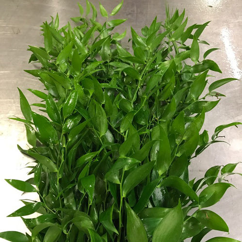 GRÖNT RUSCUS ITA LÅNG 60-65CM/BUNT