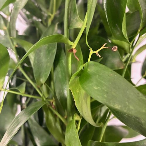 GRÖNT RUSCUS ITA LÅNG MINDRE BUNT 100G