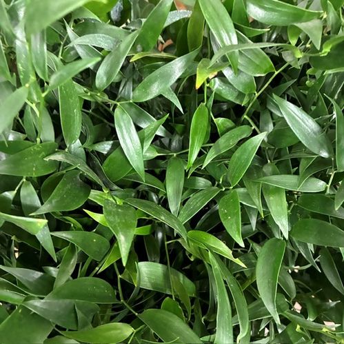 GRÖNT RUSCUS ITA KORT 400 GRAM