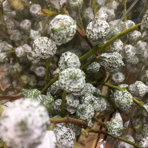 GRÖNT POPPEL BOULE/BUNT