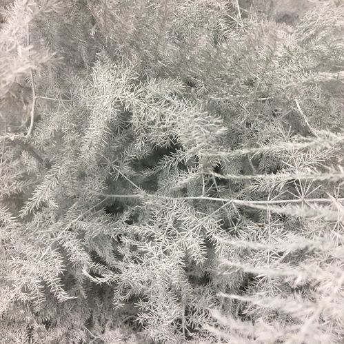 GRÖNT PLUMOSUS FÄRGAD VIT x50