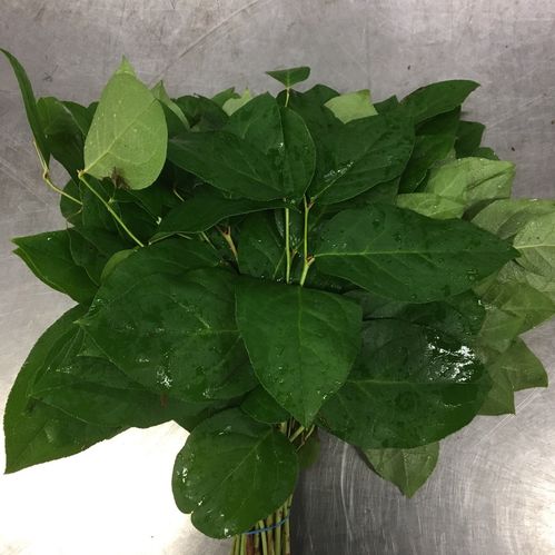 GRÖNT SALAL