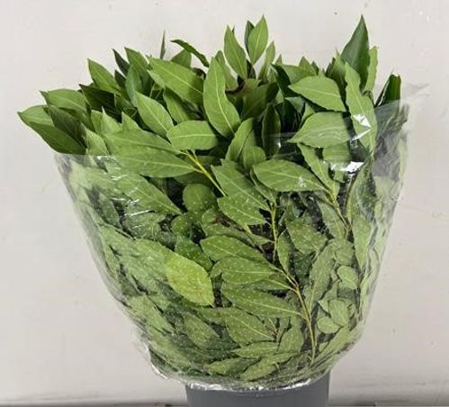 GRÖNT PRUNUS LAGERBLAD 400G