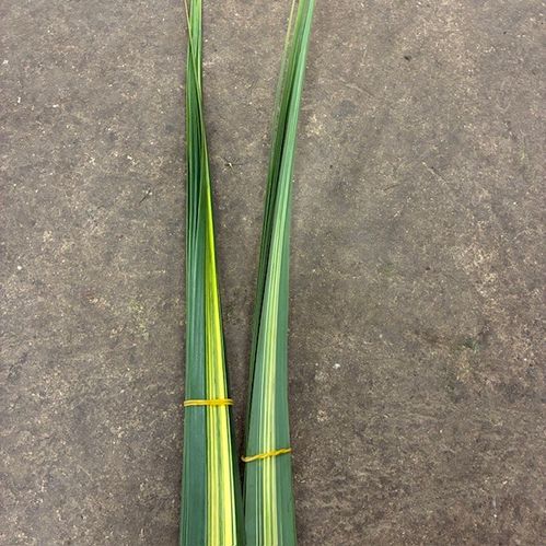 GRÖNT PANDANUS