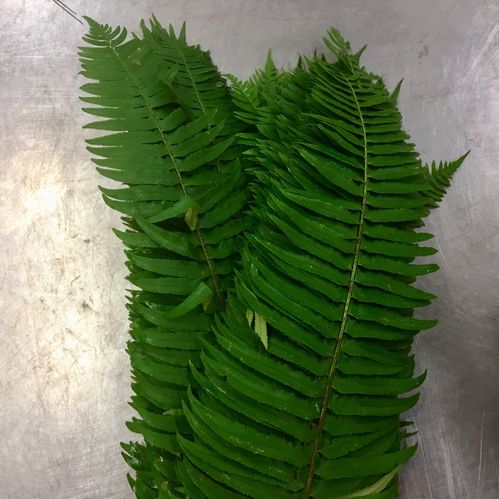 GRÖNT ORMBUNKSBLAD (SWORDFERN)
